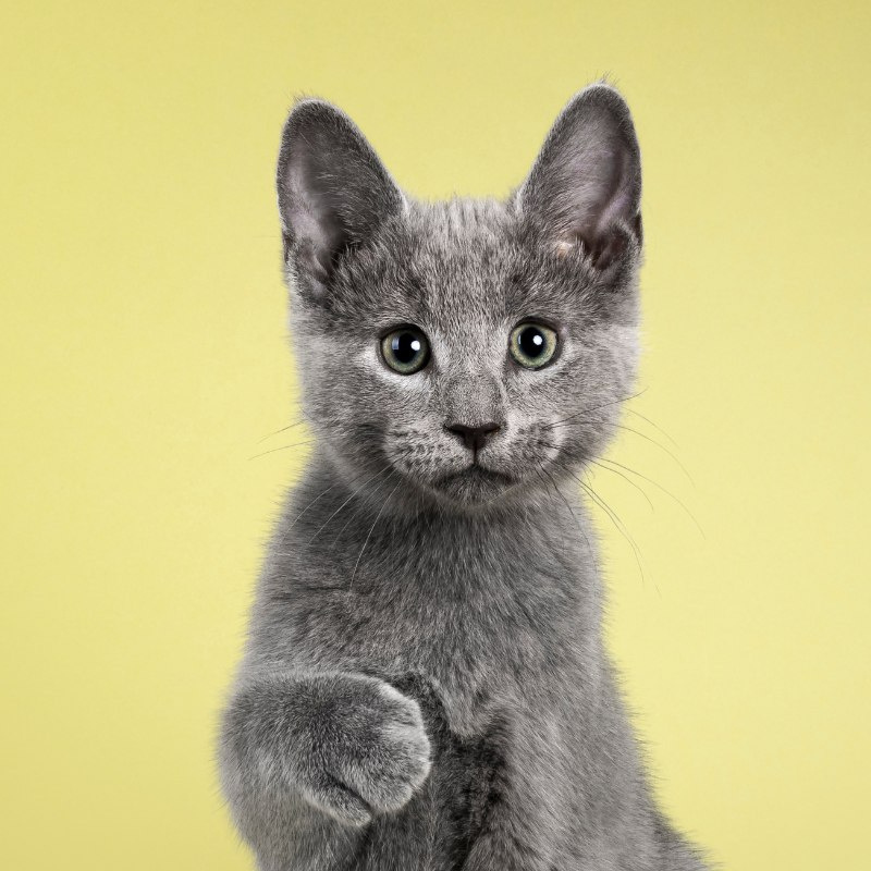 Dog Food and Supplies Delivery Services